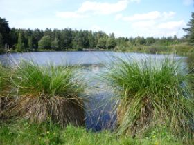 1107 Natur Teich.jpg